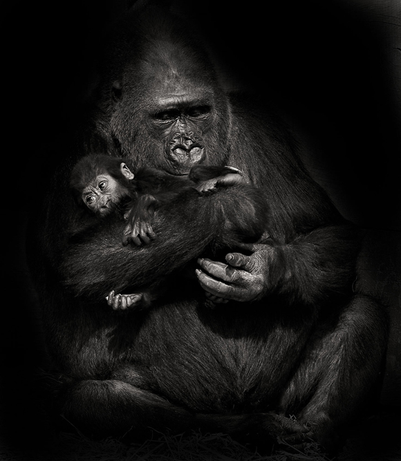 Animals by Sue Demetriou an 31 Animals by Sue Demetriou