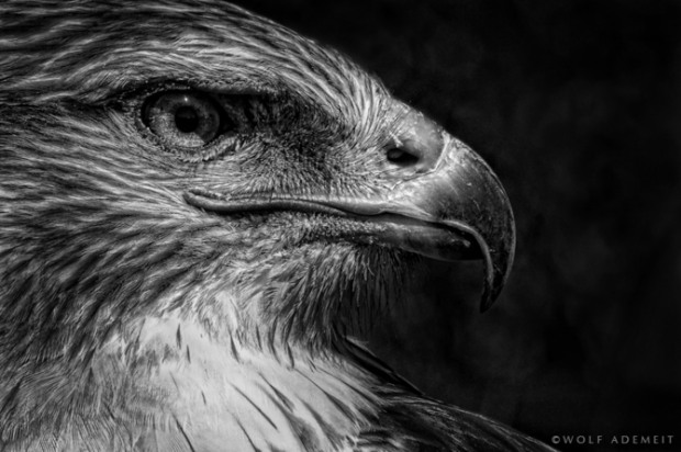 B&W Animals an 32 B&W Animals
