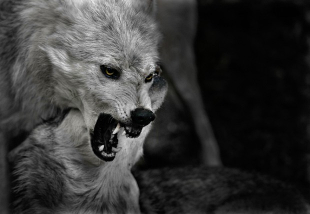 Animals by Sue Demetriou ani 1 Animals by Sue Demetriou