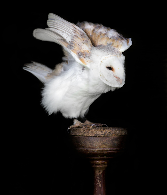 Animals by Sue Demetriou ani 2 Animals by Sue Demetriou