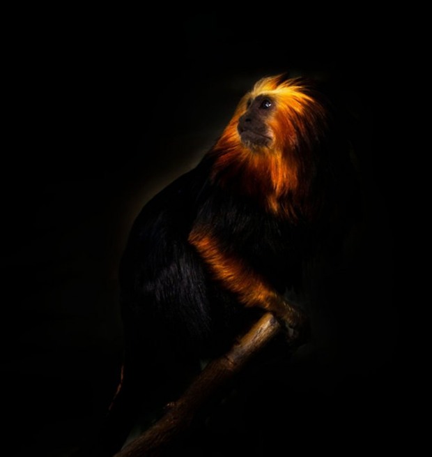 Animals by Sue Demetriou ani 3 Animals by Sue Demetriou