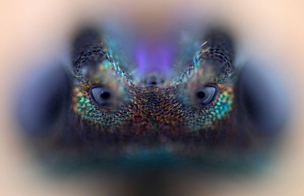 Best Microscope Photos of the Year Best Microscope Photos of the Year