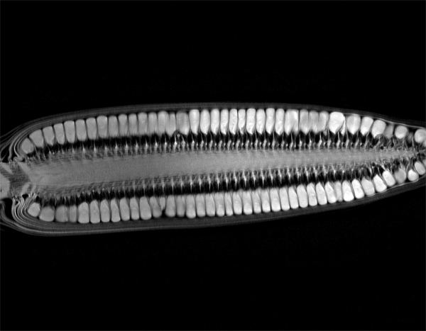 Fascinating MRI Scans of Fruits and Vegetables corn mri 2 Fascinating MRI Scans of Fruits and Vegetables