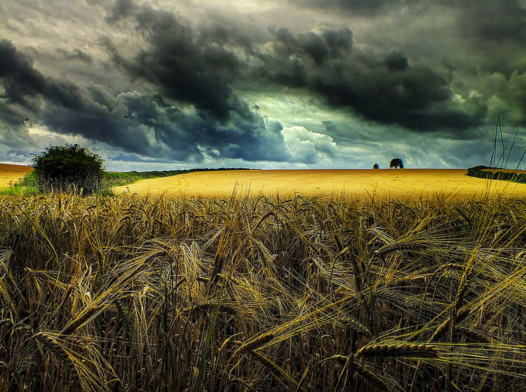 goncalves Photography by Eric Goncalves