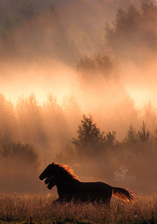 horse 1 Amazing Horse Photography