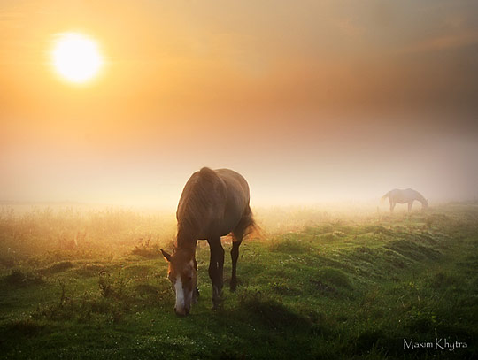 horse 2 Amazing Horse Photography