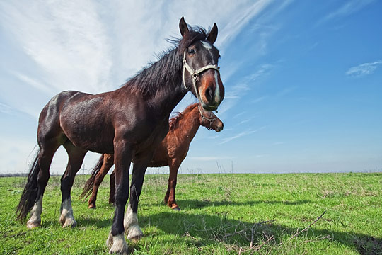 horse 3 Amazing Horse Photography