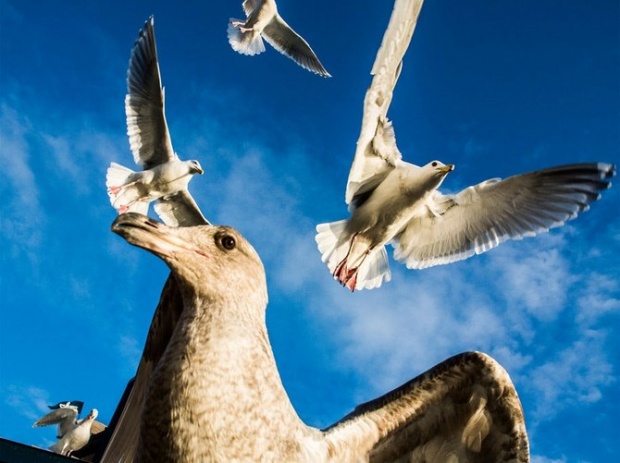 Animals Photography by Mukul Soman i1a80 Animals Photography by Mukul Soman
