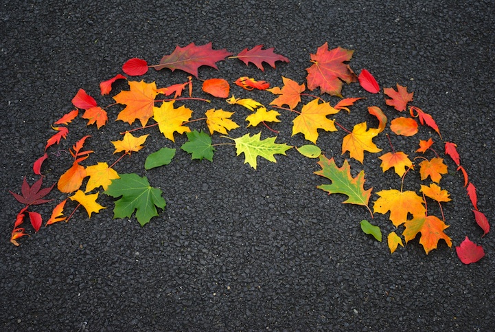 leaves Autumn Leaves Arranged Like Rainbows