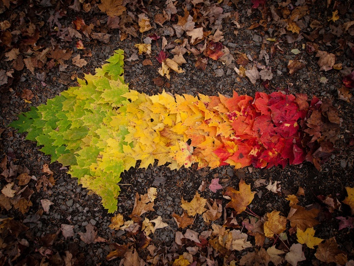 leaves0 Autumn Leaves Arranged Like Rainbows