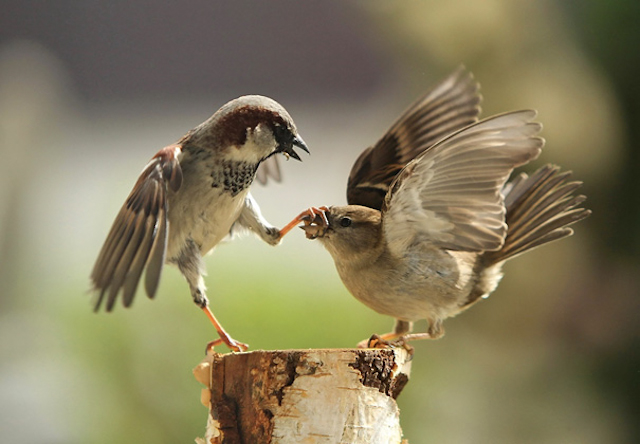  Perfectly Timed Photography
