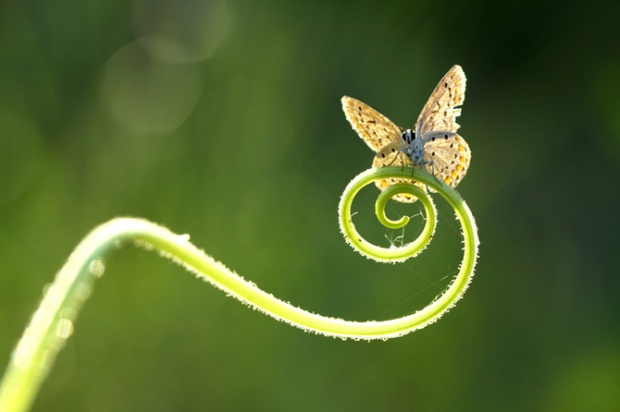 Nature by Mehmet Karaca phot 1 Nature by Mehmet Karaca