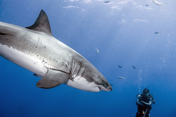 A Fearless Encounter With a Great White Shark A Fearless Encounter With a Great White Shark