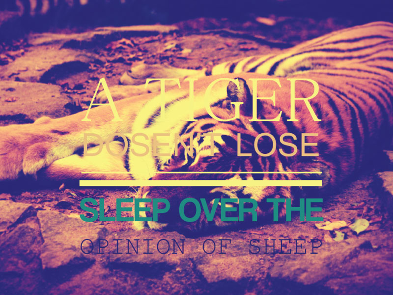 Tiger Quote tiger Tiger Quote