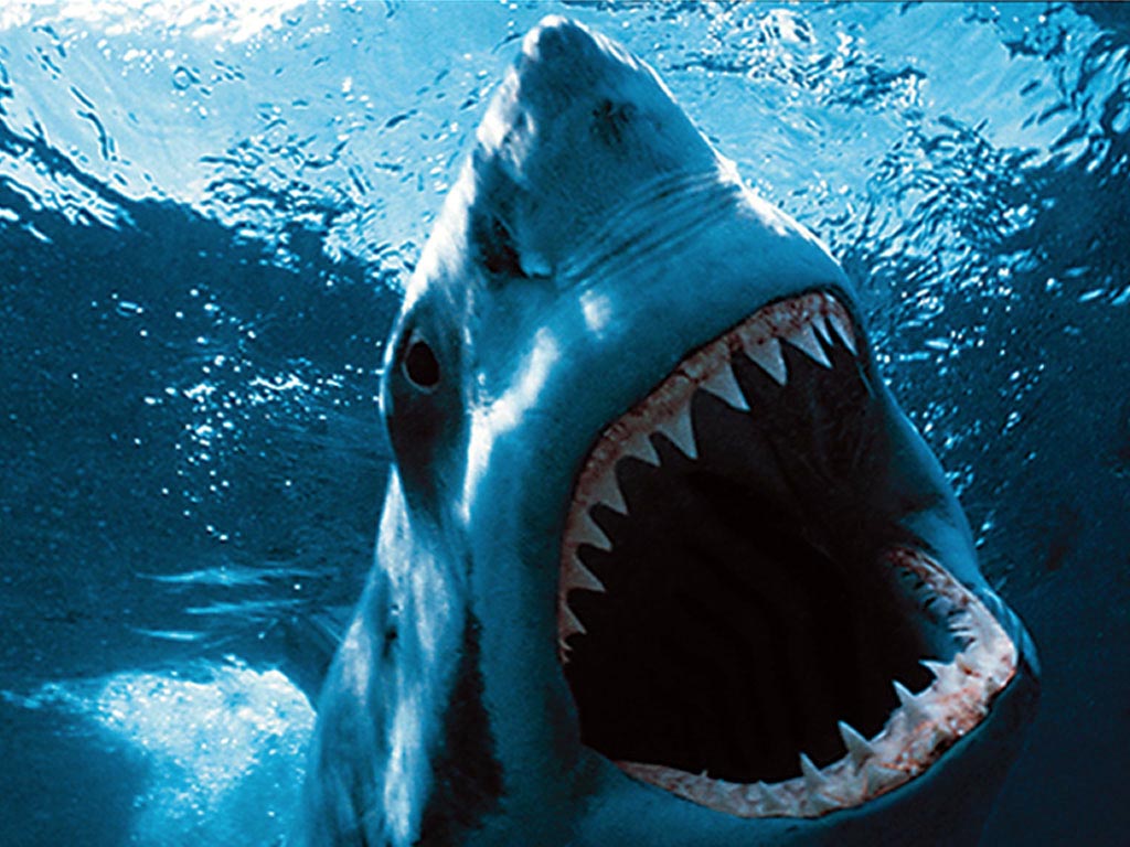 top 10 most dangerous animals ever 5 Top 10 Most Dangerous Animals Ever