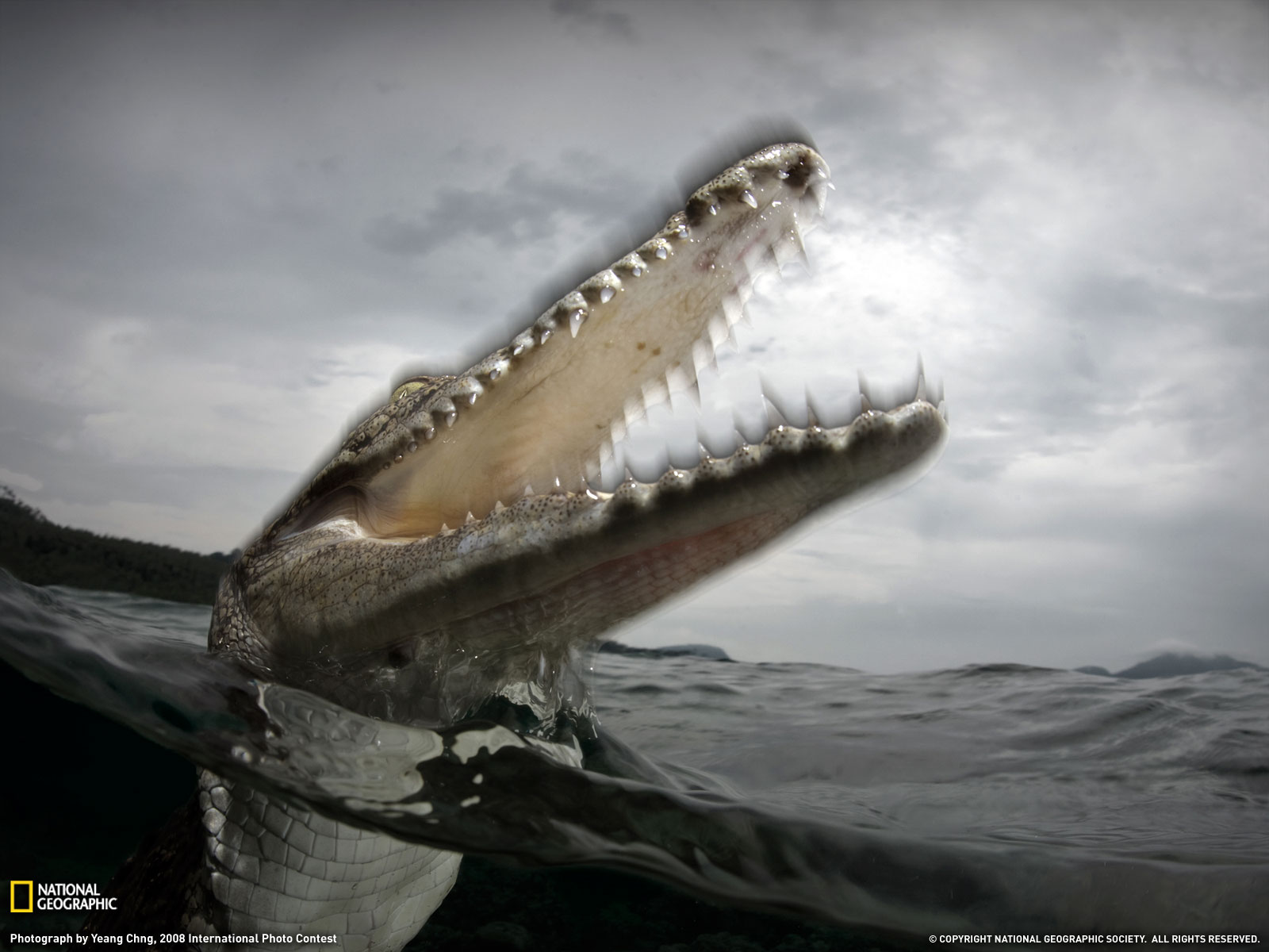 top 10 most dangerous animals ever 6 Top 10 Most Dangerous Animals Ever