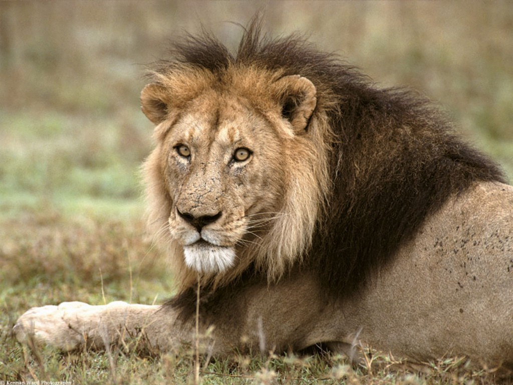 top 10 most dangerous animals ever 7 Top 10 Most Dangerous Animals Ever