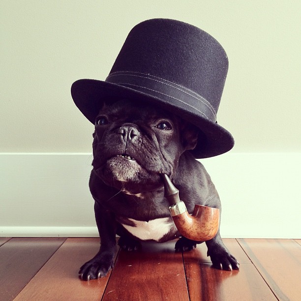 Hilarious Costumes of a Dog trotter 11 Hilarious Costumes of a Dog