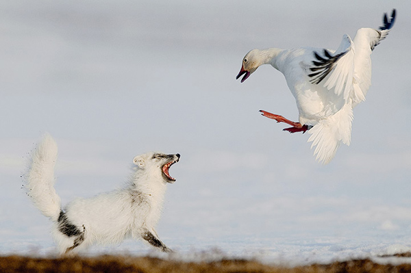 Winners of the 2012 Wildlife Photographer of the Year Winners of the 2012 Wildlife Photographer of the Year