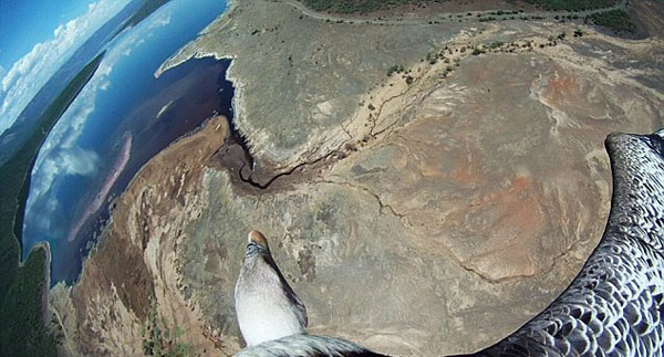  Spycams on Birds Backs Capture Breathtaking Aerial Photos