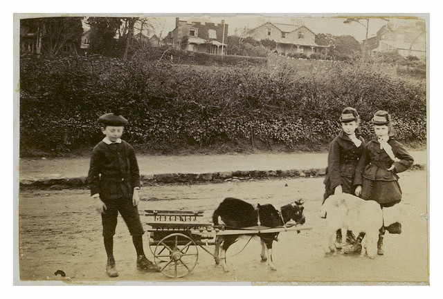12 Old & Funny Photos of Goats 12 Old Funny Photos of Goats 5 12 Old & Funny Photos of Goats
