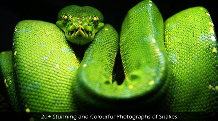 20+ Stunning and Colourful Photographs of Snakes 20+ Stunning and Colourful Photographs of Snakes 750x416 20+ Stunning and Colourful Photographs of Snakes