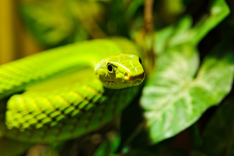 20+ Stunning and Colourful Photographs of Snakes 20+ Stunning and Colourful Photographs of Snakes 05 GenCept 750x500 20+ Stunning and Colourful Photographs of Snakes