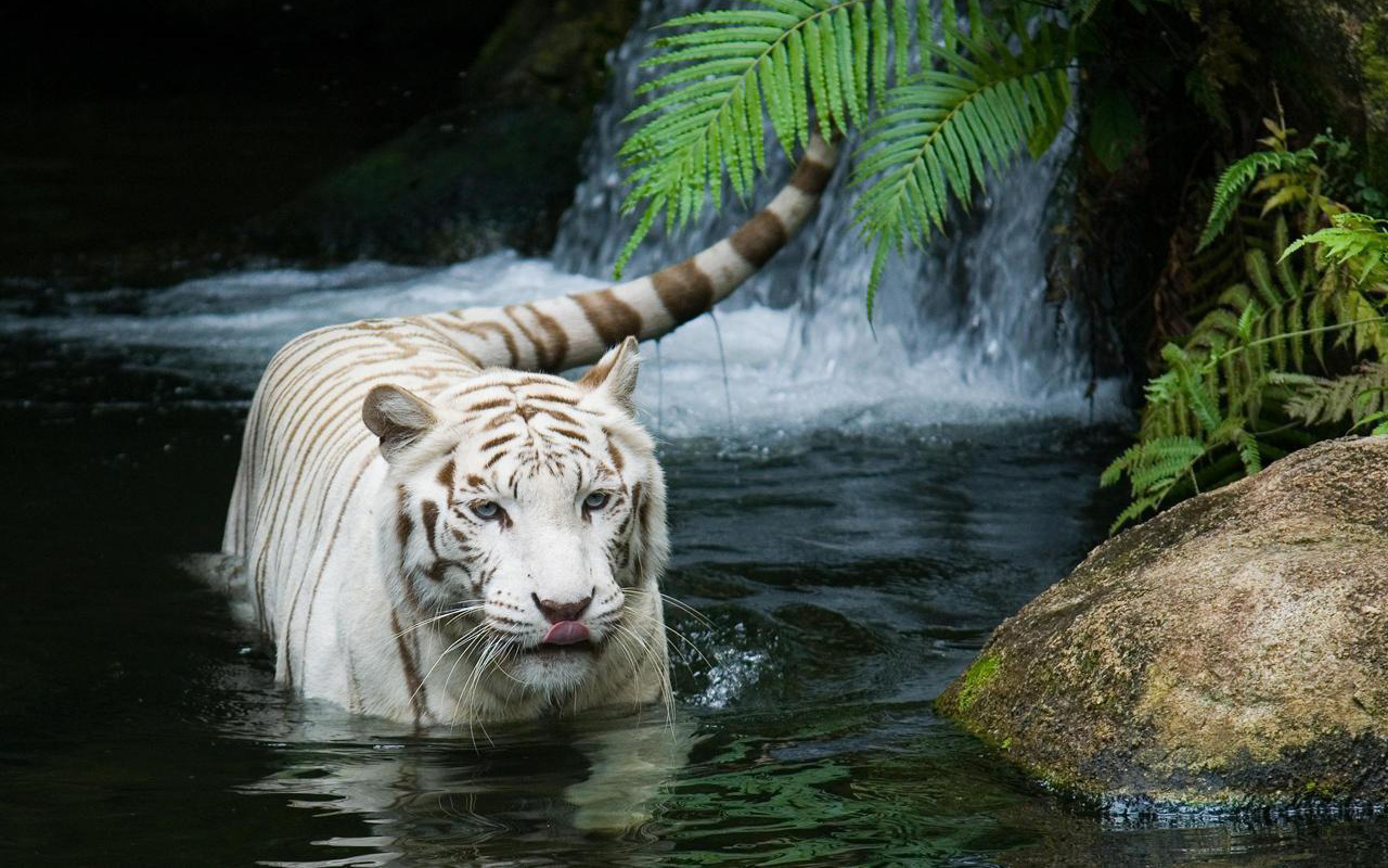 Most Beautiful And Cute Animals 21 Most Beautiful And Cute Animals Photographs 17 Most Beautiful And Cute Animals