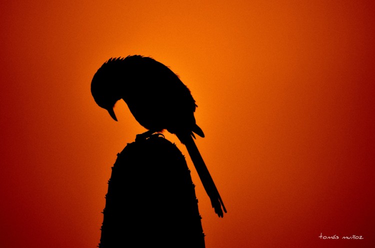 Astonishing Collection of Silhouette Photography 30+ Astonishing Examples of Silhouette Photography 08 @ GenCept 750x496 Astonishing Collection of Silhouette Photography