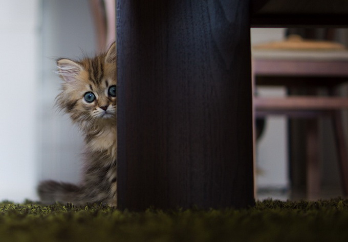 Cutest Kitten Daisy by Ben Torode 78bb4 ben 01 Cutest Kitten Daisy by Ben Torode