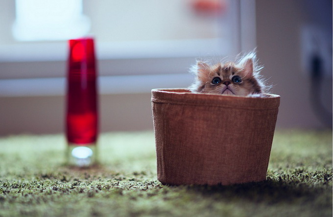 Cutest Kitten Daisy by Ben Torode 78bb4 ben 02 Cutest Kitten Daisy by Ben Torode