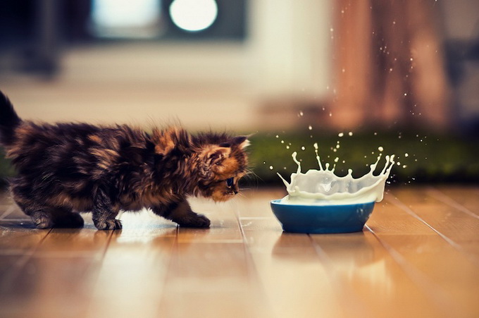 Cutest Kitten Daisy by Ben Torode 78bb4 ben 03 Cutest Kitten Daisy by Ben Torode