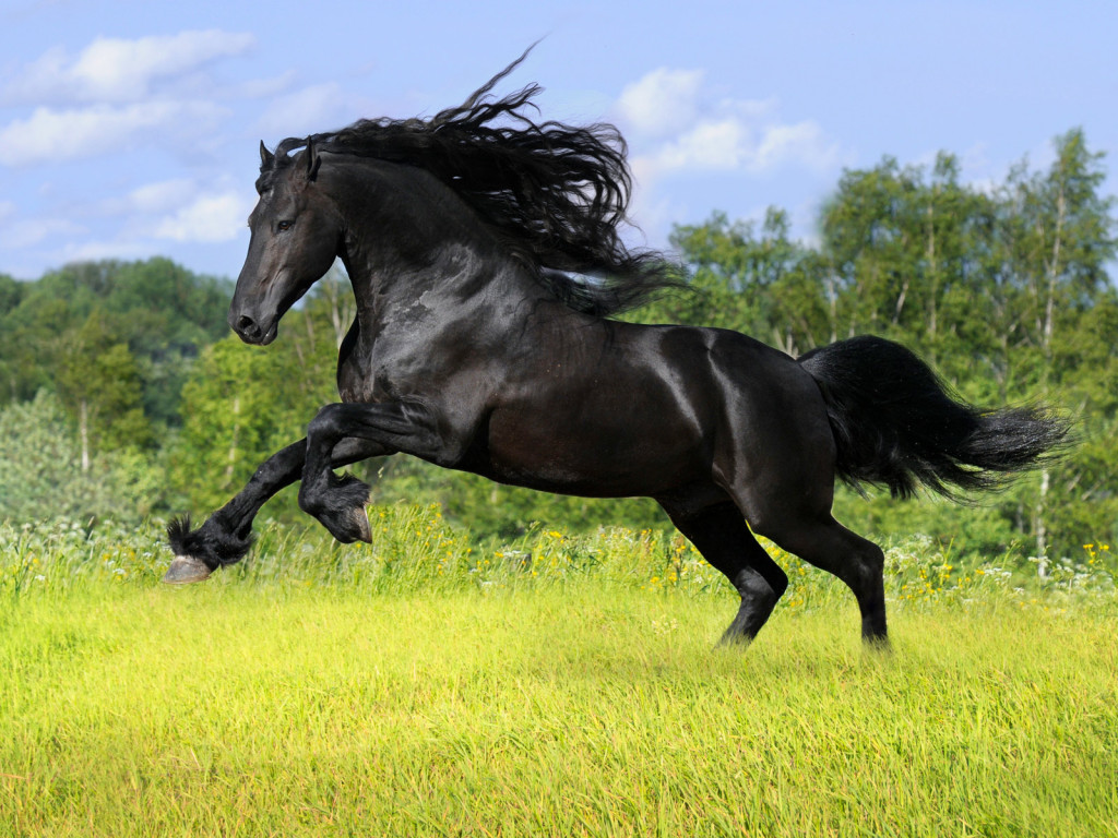 Beautiful Horse Images