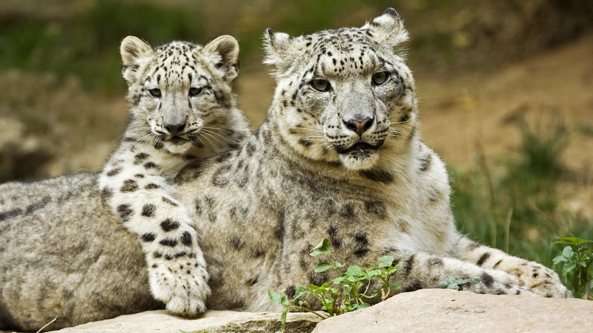 Beautiful Animals Cute Animals HQ Wallpapers 19 Beautiful Animals | Cute Animals HQ Wallpapers