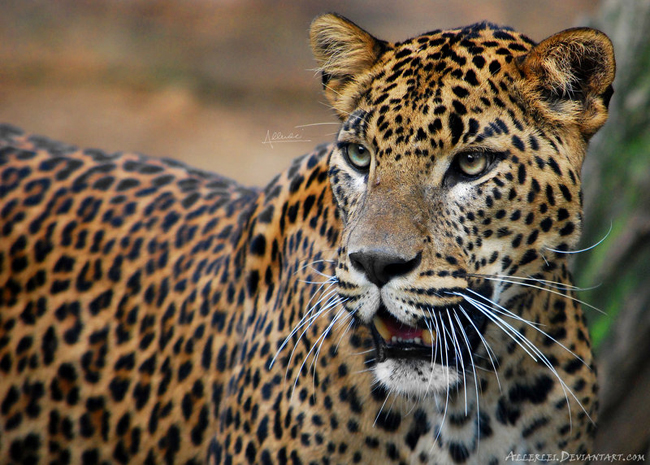 Wild Cats Photography By Allerlie Big Small Cats Wild Cats Photography By Allerlie