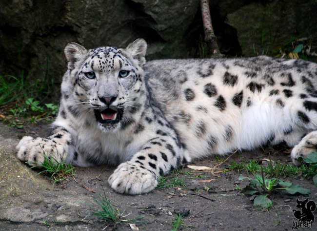 Wild Cats Photography By Allerlie Big Small Cats 13 Wild Cats Photography By Allerlie