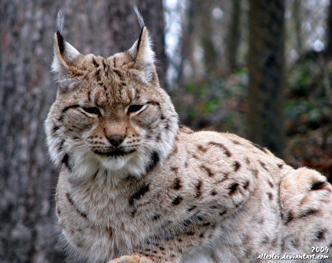 Wild Cats Photography By Allerlie Big Small Cats 18 Wild Cats Photography By Allerlie
