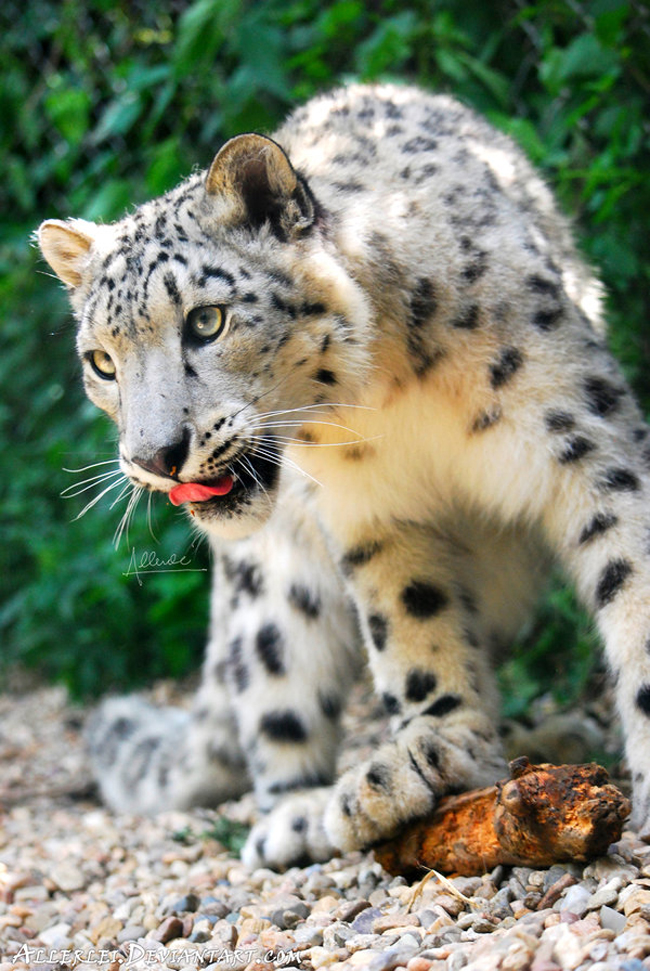 Wild Cats Photography By Allerlie Big Small Cats 2 Wild Cats Photography By Allerlie