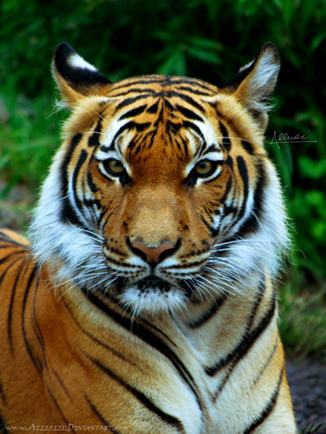 Wild Cats Photography By Allerlie Big Small Cats 9 Wild Cats Photography By Allerlie