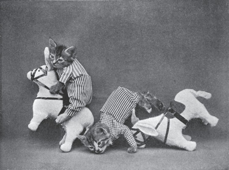Creepy Cat Portraits in The Early 1900’s Creepy Cat Portraits in The Early 1900’s 3 750x559 Creepy Cat Portraits in The Early 1900’s