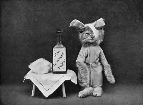 Creepy Cat Portraits in The Early 1900’s Creepy Cat Portraits in The Early 1900’s 6 Creepy Cat Portraits in The Early 1900’s