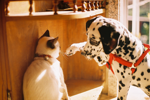 Dog and Cat 1 Best Friends: Dog and Cat