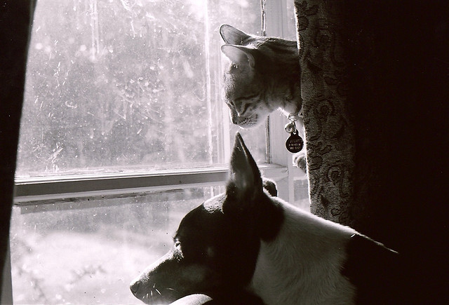 Dog and Cat 2 Best Friends: Dog and Cat