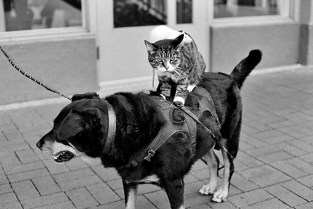 Dog and Cat 3 Best Friends: Dog and Cat