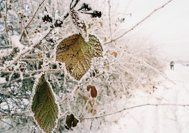 Frost Rimmed Leaves Frost Rimmed Leaves 1 Frost Rimmed Leaves