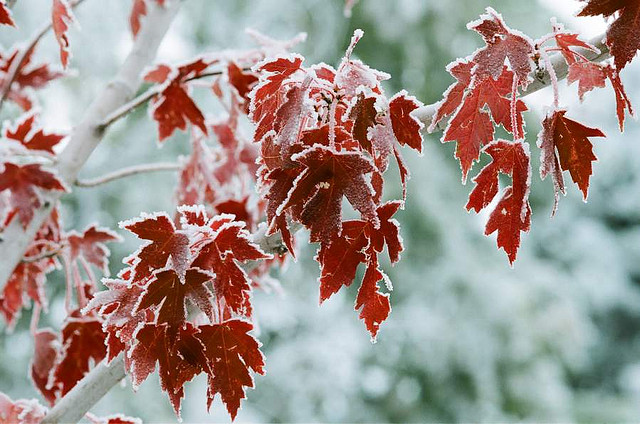 Frost Rimmed Leaves Frost Rimmed Leaves 2 Frost Rimmed Leaves