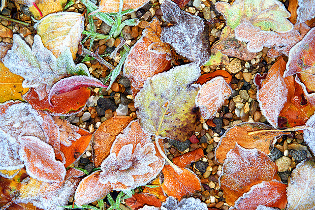 Frost Rimmed Leaves Frost Rimmed Leaves 3 Frost Rimmed Leaves