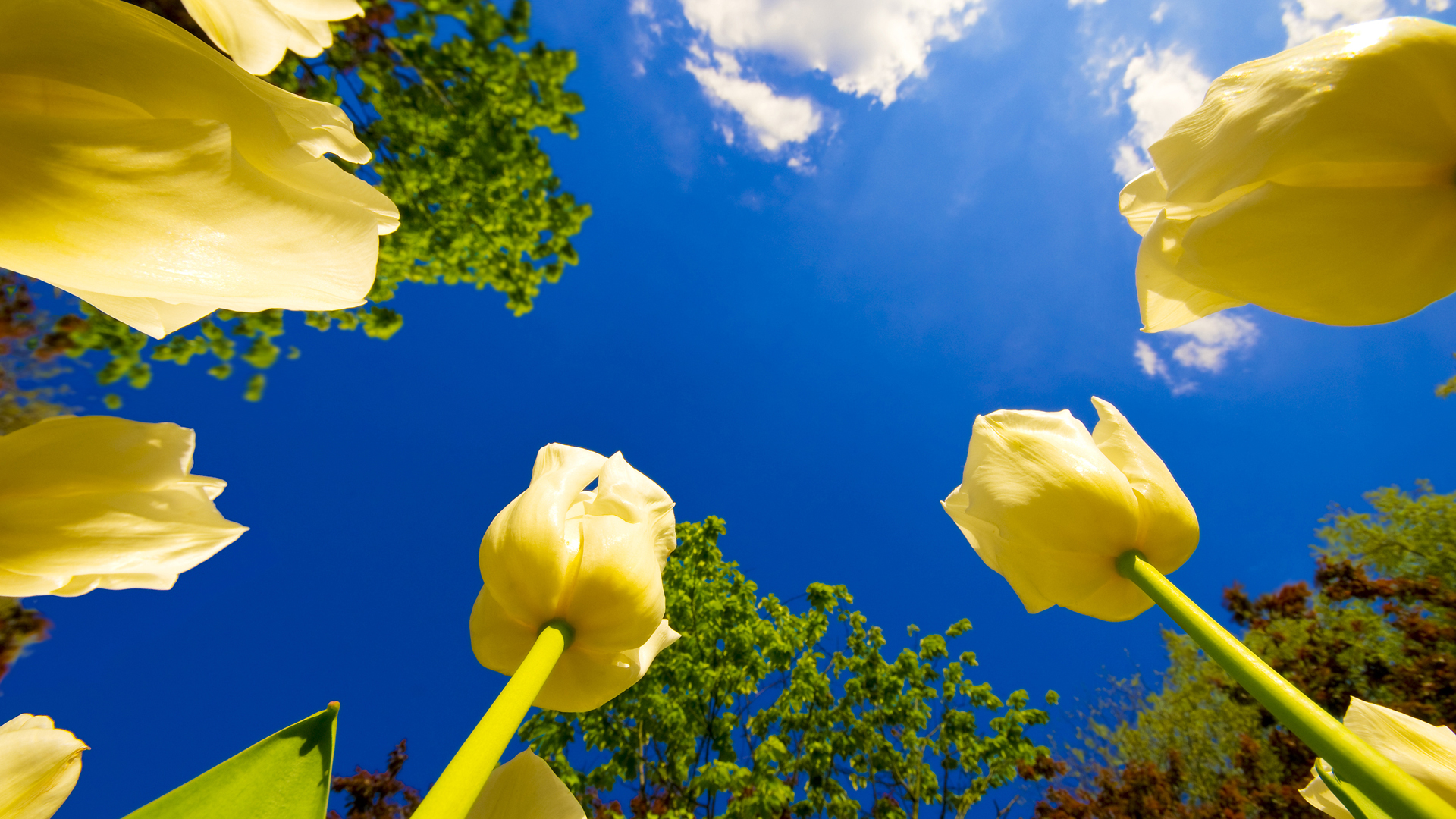 Full HD 1080p Wallpapers 3 50 Beautiful Full HD Wallpapers Plus Photos