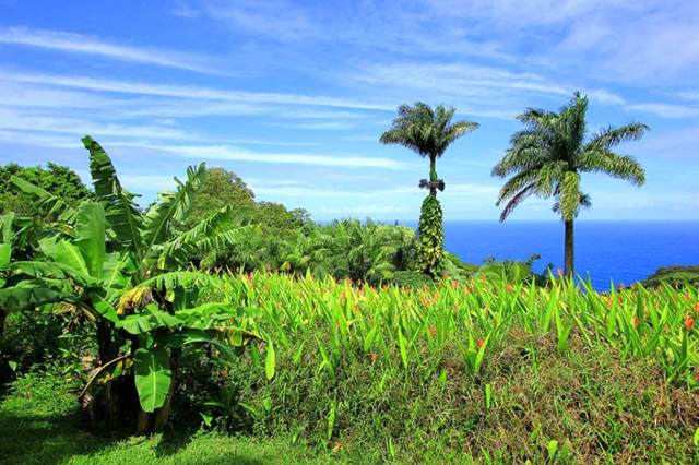 Garden Of Maui, The Magnificent Beauty Gardens of Maui 15 Garden Of Maui, The Magnificent Beauty