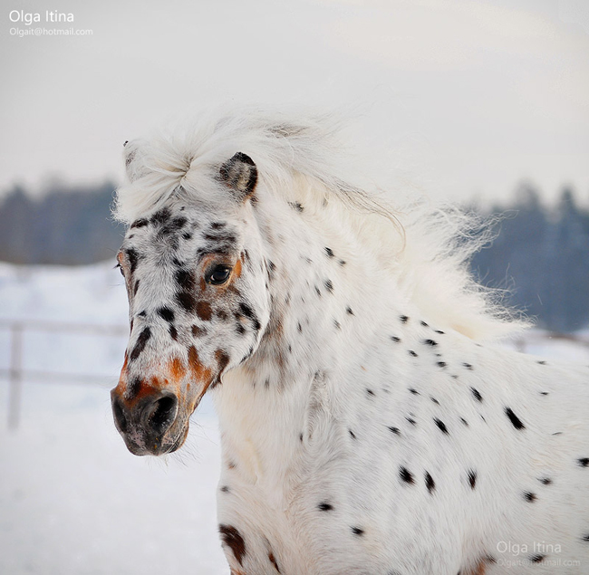 Horse13 Attractive Horses Photography By Olga Latina